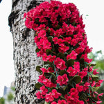 Viltrox AF 23mm F1.4 Nikon Z Mount Black AF231.4Z